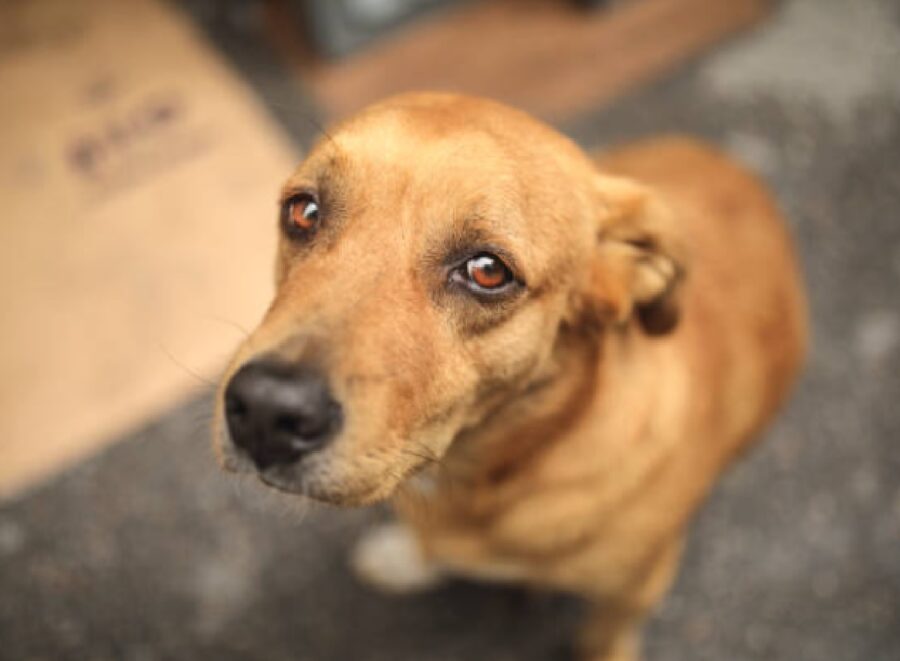 cane sta male perché ingerisce qualcosa 