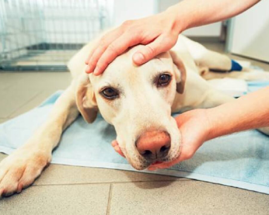 cane corsa dal veterinario