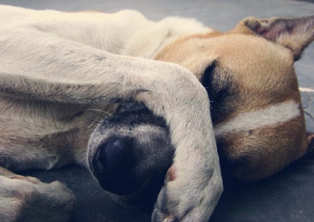 Miane, cane ingerisce un bocconcino avvelenato, si salva all’ultimo