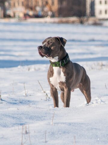 Mix Pitbull: i 10 cani mix più giocherelloni che dovete assolutamente conoscere