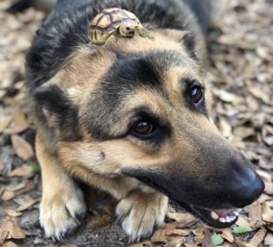 cane con tartaruga sulla testa