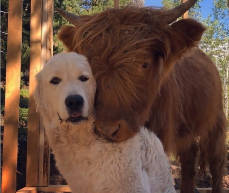 cane insieme altro animale