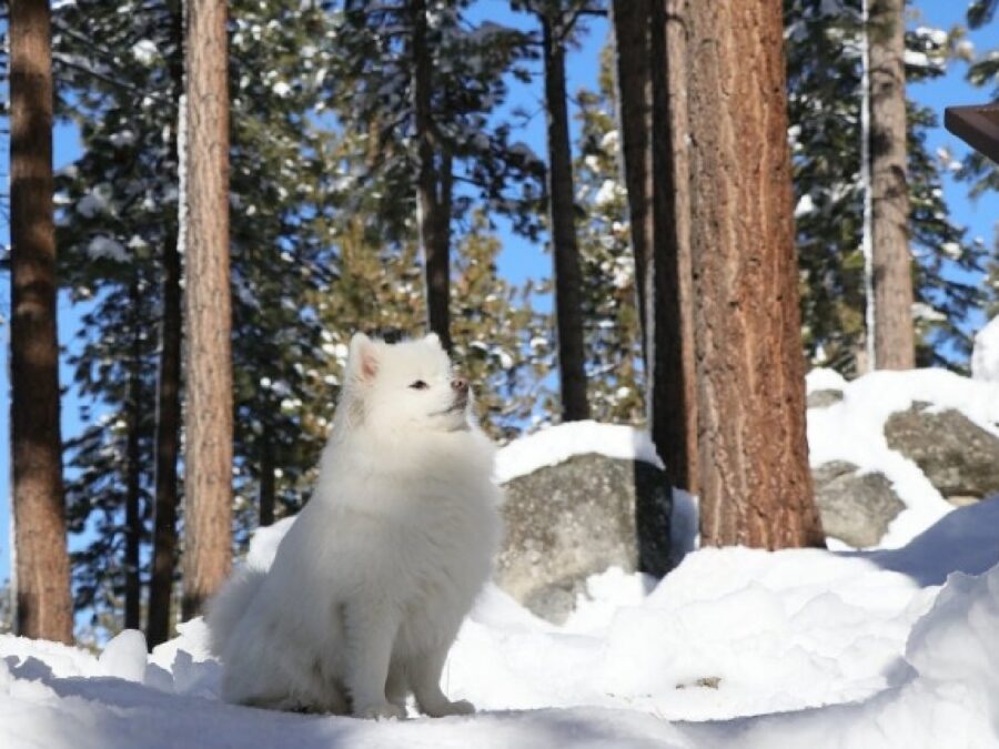 cane sulla neve fiero