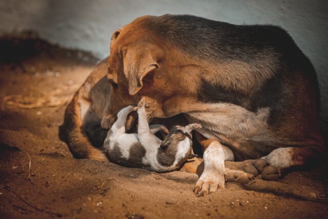 Serbia: Moli, una cagnolina con i suoi cuccioli appena nati, viene salvata da un volontario (VIDEO)