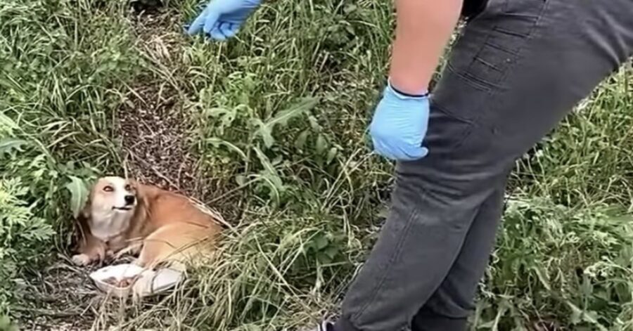 cagnolina abbandonata con i suoi cuccioli in Serbia