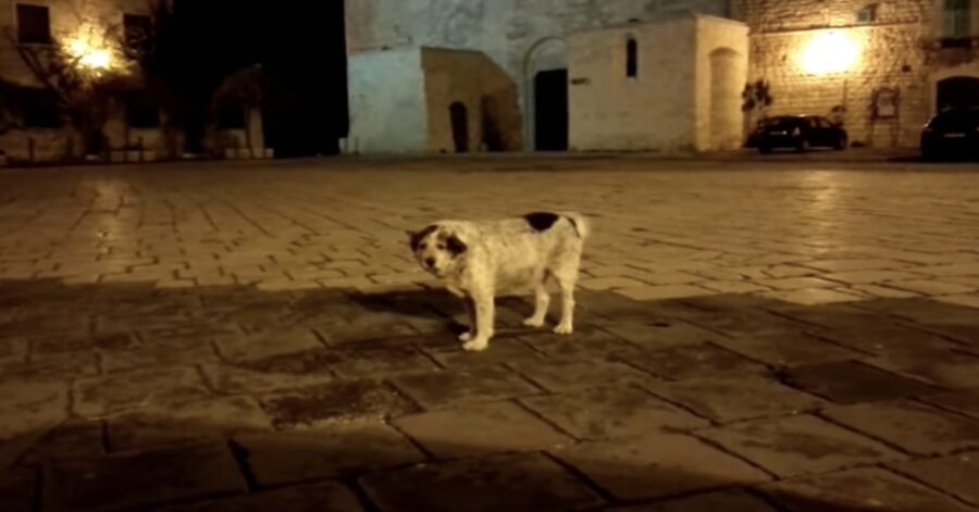 cane mascotte di Molfetta in piazza