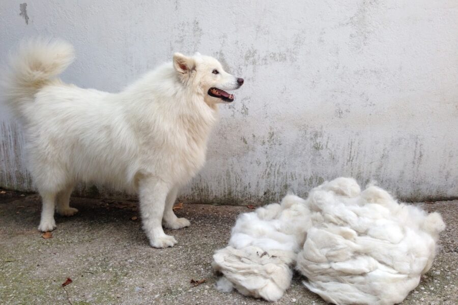 cane cambia il pelo