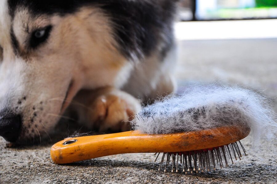 spazzola per il cane