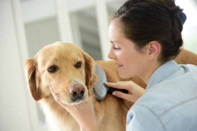 Muta del cane: come togliere i peli dai tessuti e dalle superfici?