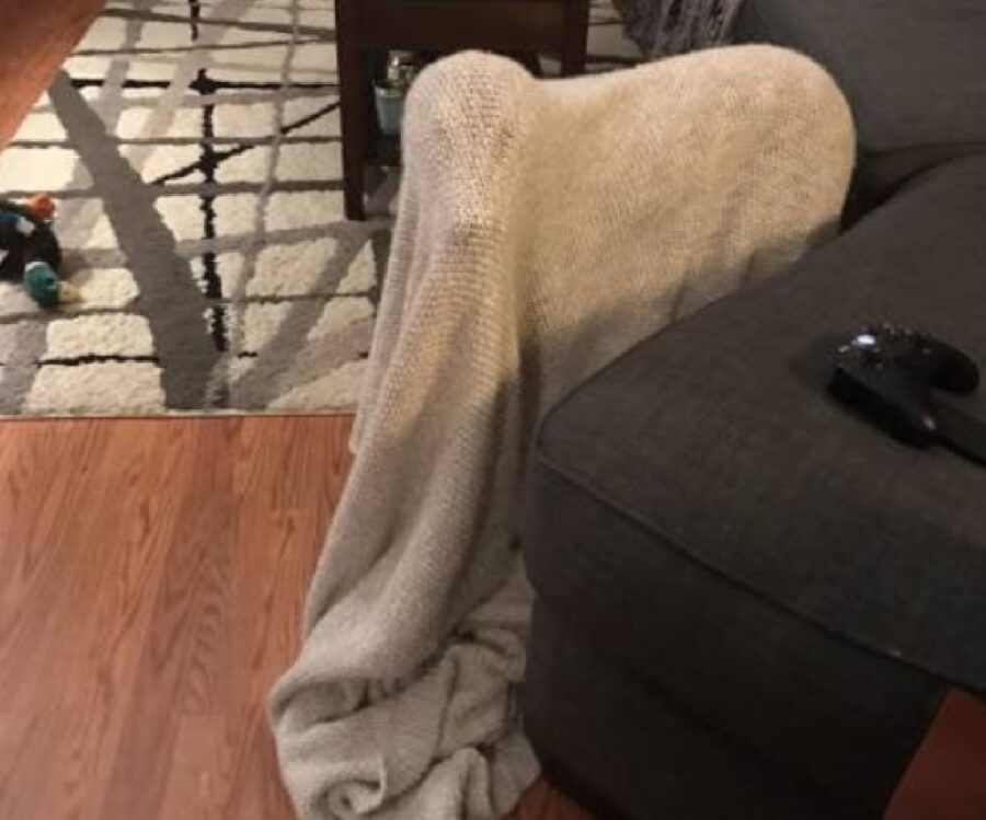 cane nascosto sotto coperta