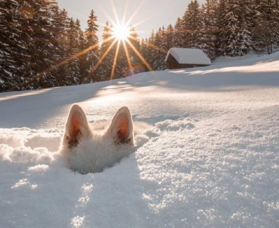 cane neve paesaggio innevato