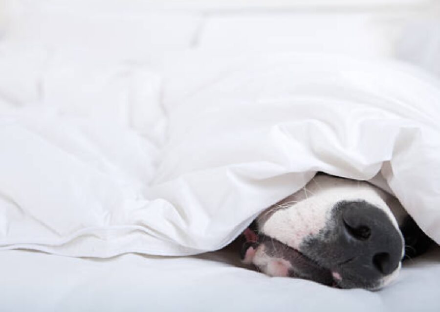 cane dorme sotto coperte
