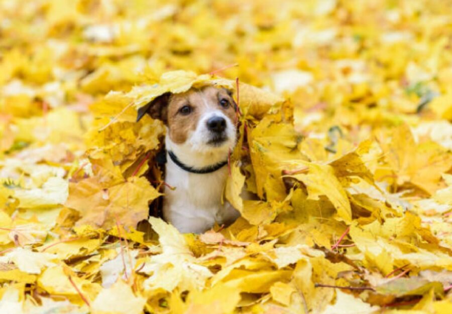 cane foglie gialle paesaggio