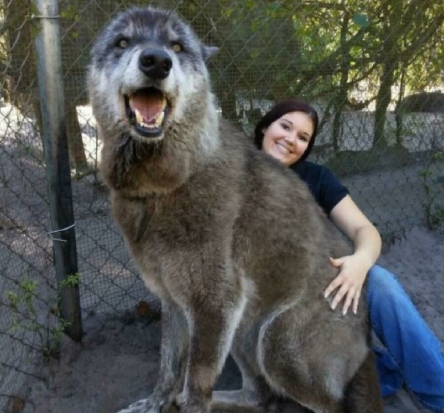 cane che sembra un lupo mannaro