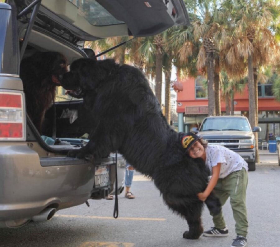 cane grande nero entra auto