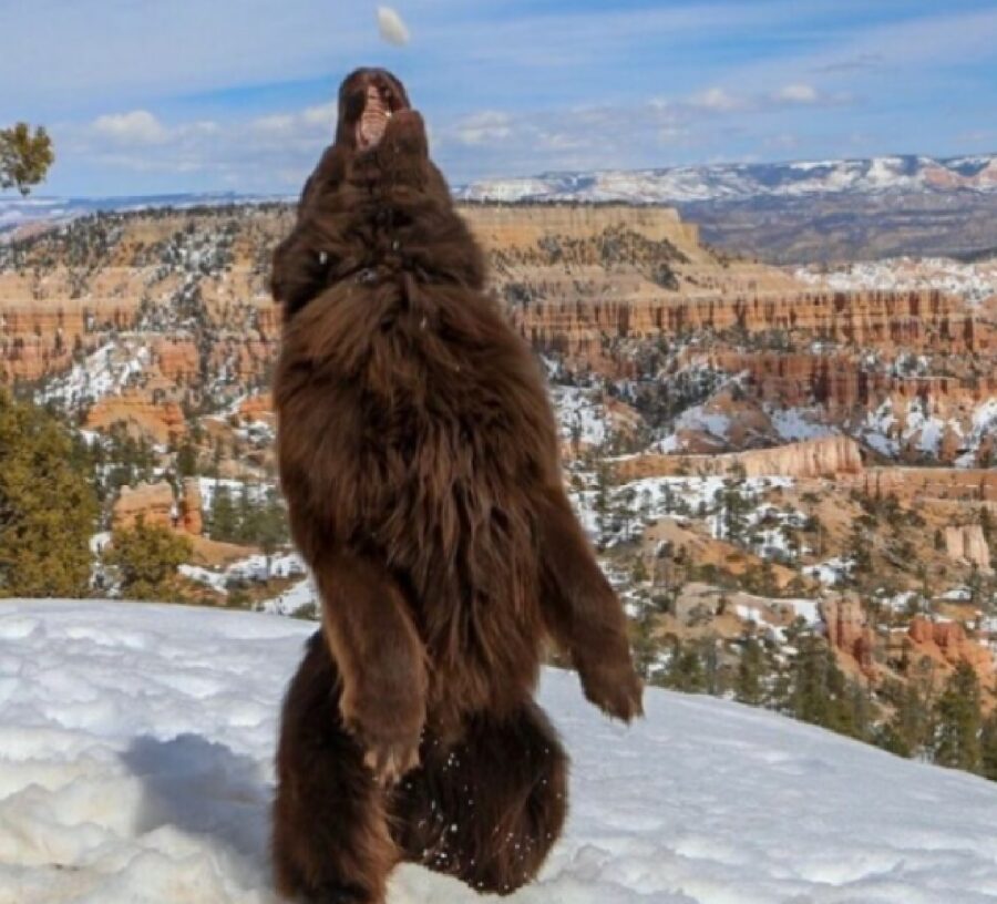 cane immagine sembra orso