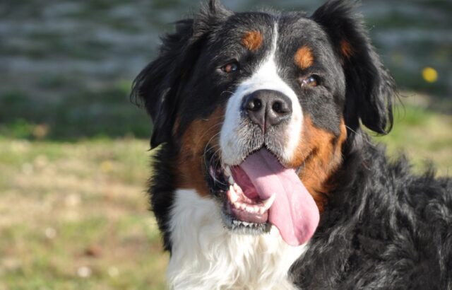 Non sapevo fossi così grande! 8 foto di cani che sono dei veri giganti