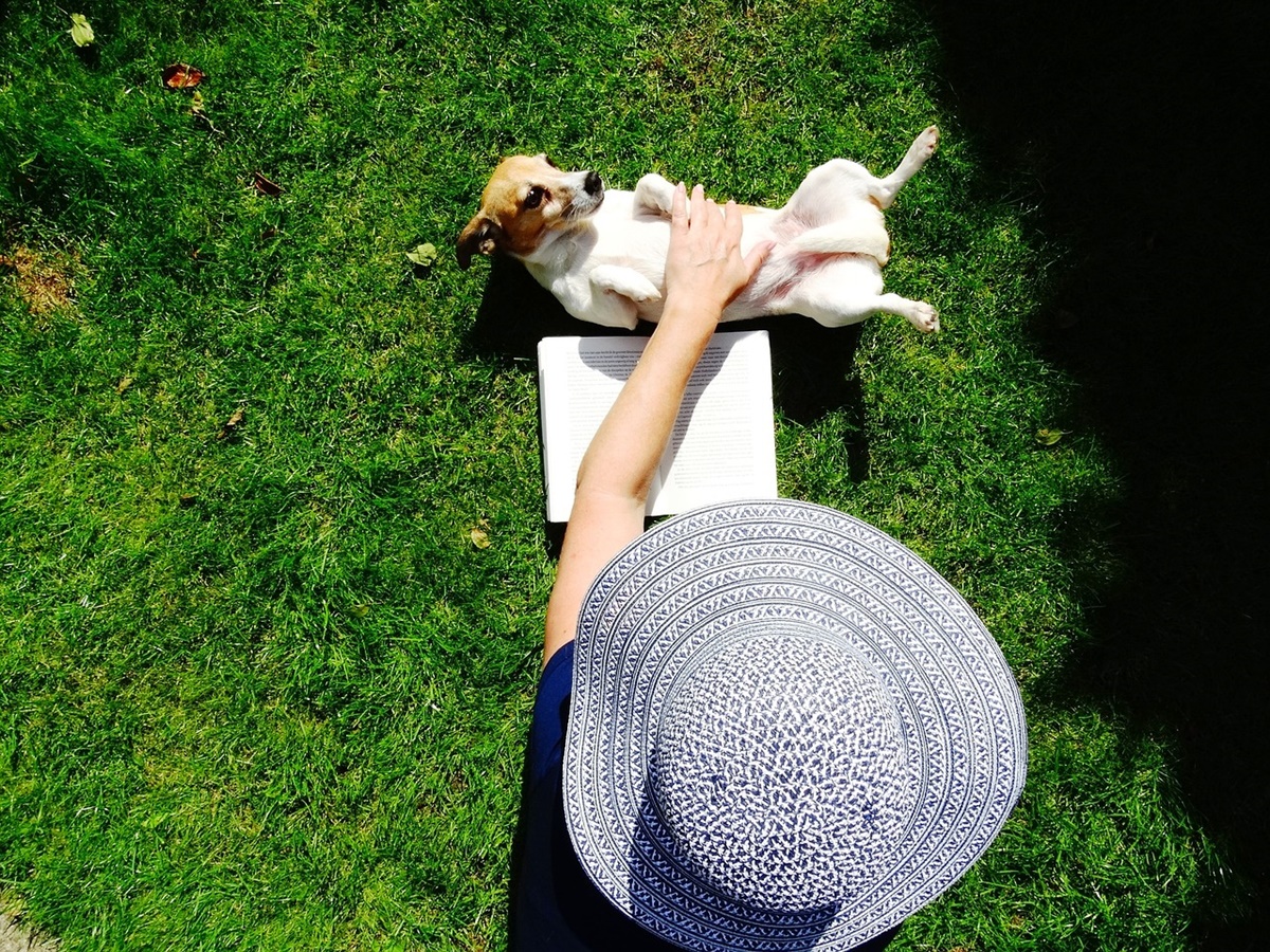 cane su prato