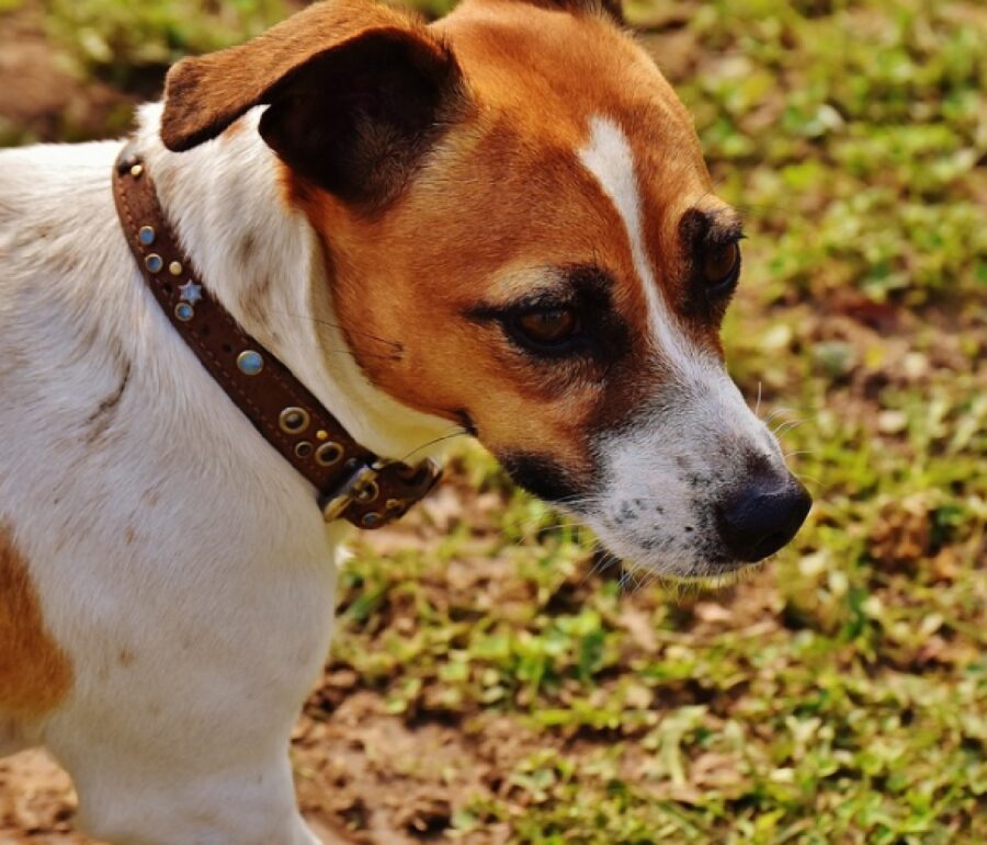 willy cucciolo scappa da casa