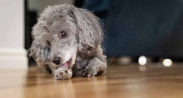 Perché il cane si lecca le zampe? i 4 motivi principali