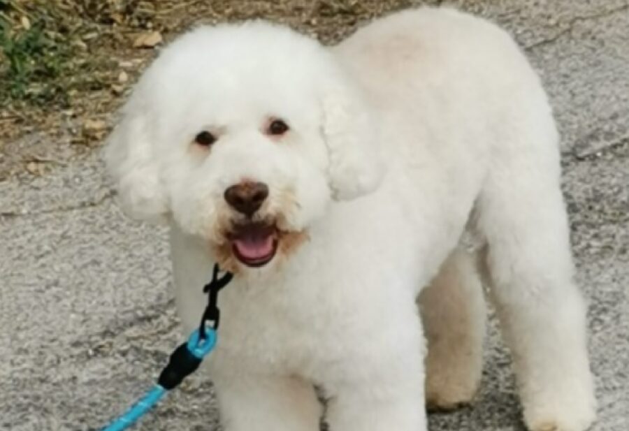 cane lagotto bart smarrito