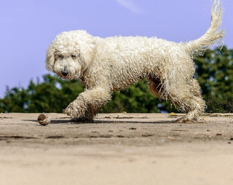 cane lagotto sporco sabbia