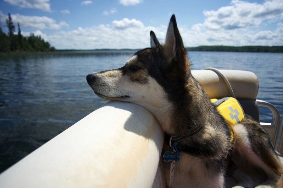 husky osserva onde