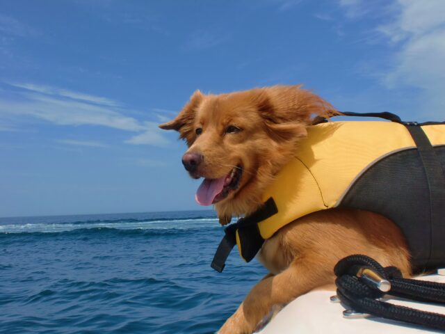 Portare il cane in barca: 5 consigli per farlo in tutta sicurezza