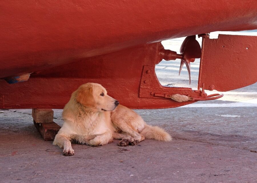 cane relax sdraiato