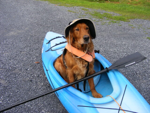 Portare il cane in kayak: 5 consigli per farlo in tutta sicurezza