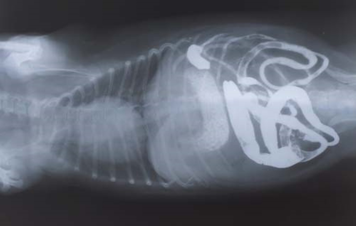 radiografia cane