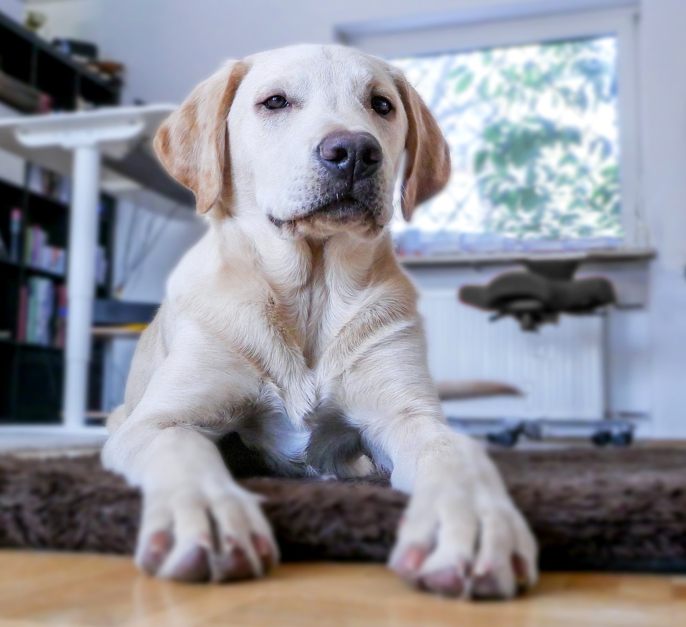 cane seduto sul pavimento