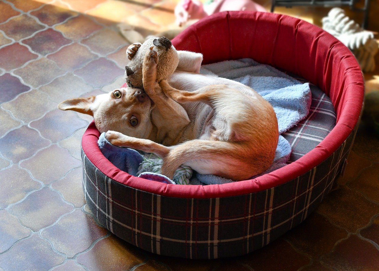 cane rilassato nella cuccia