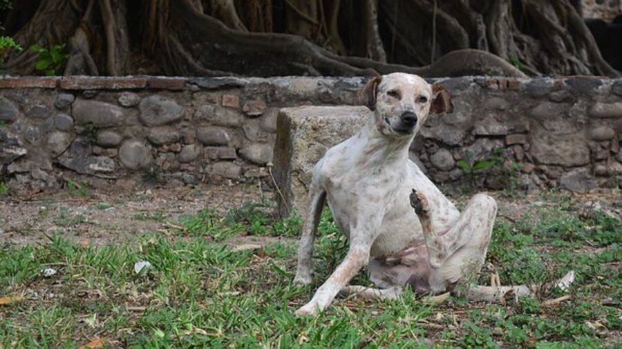 cane bianco muro