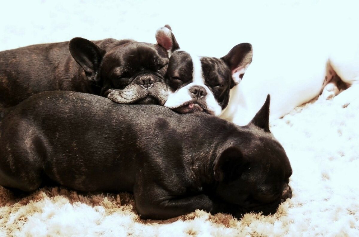 cuccioli addormentati