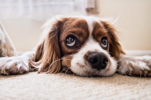 Quanti cuccioli può fare un cane la prima volta?