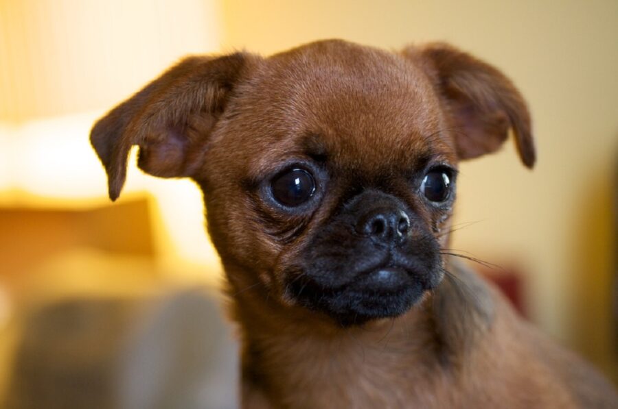 cagnolino piccolo tenero