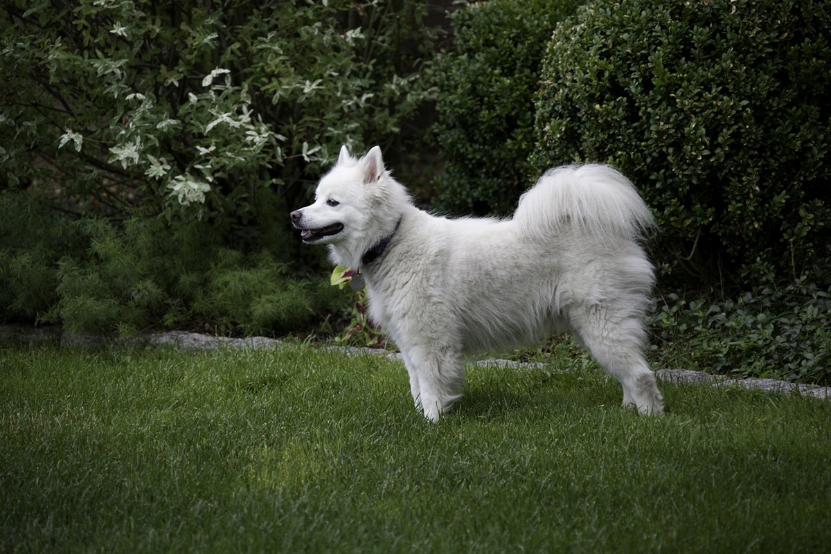 Eskimo americano bianco