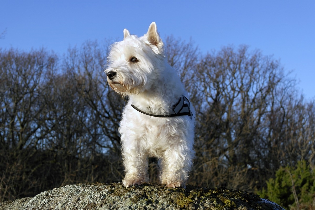 West Highland White Terrier bianco