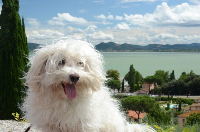 Razze di cani bianchi: le 10 più belle e affascinanti