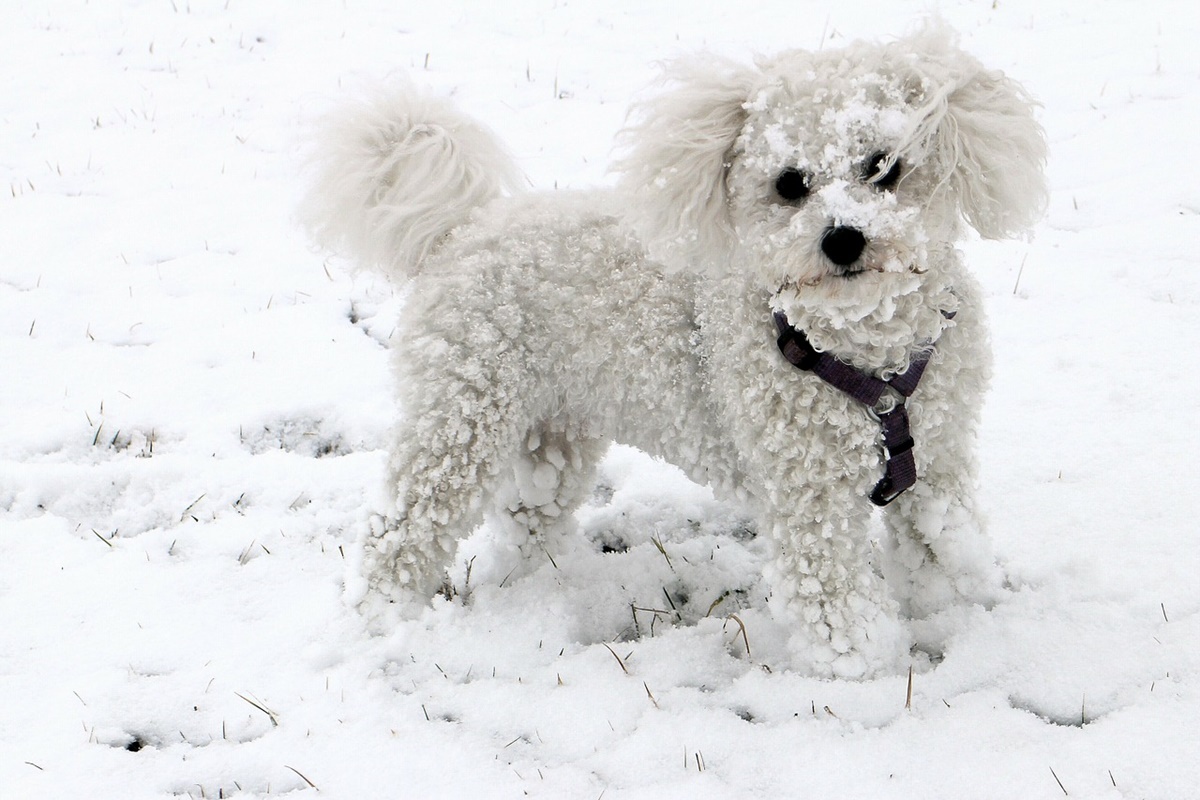 bichon frise bianco