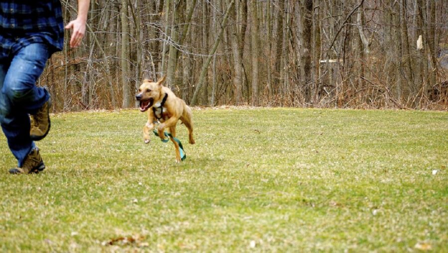 cucciolo corre felice