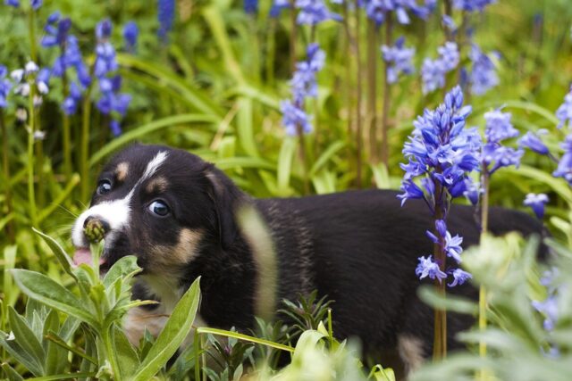 Rendere il giardino sicuro per il cane: 6 cose importanti da fare