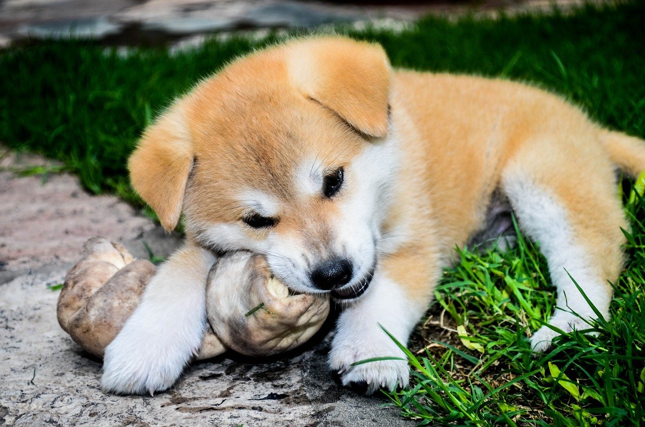 cane mangia giochino