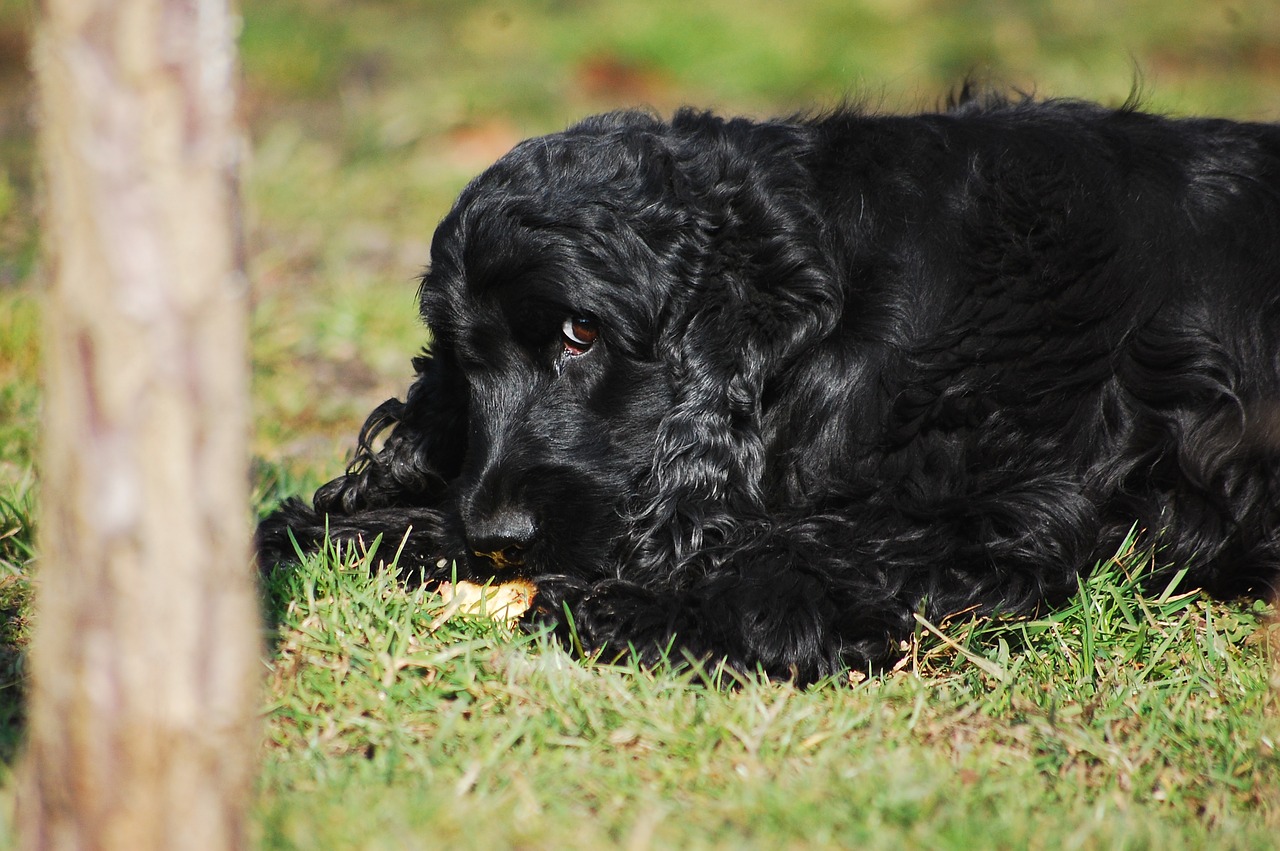 cane pelo riccio nero