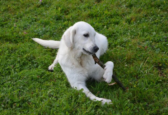 Ricette di muffin golosi per i cani