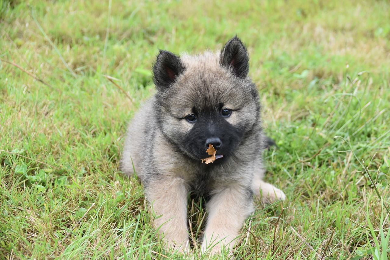 cane occhi dolci