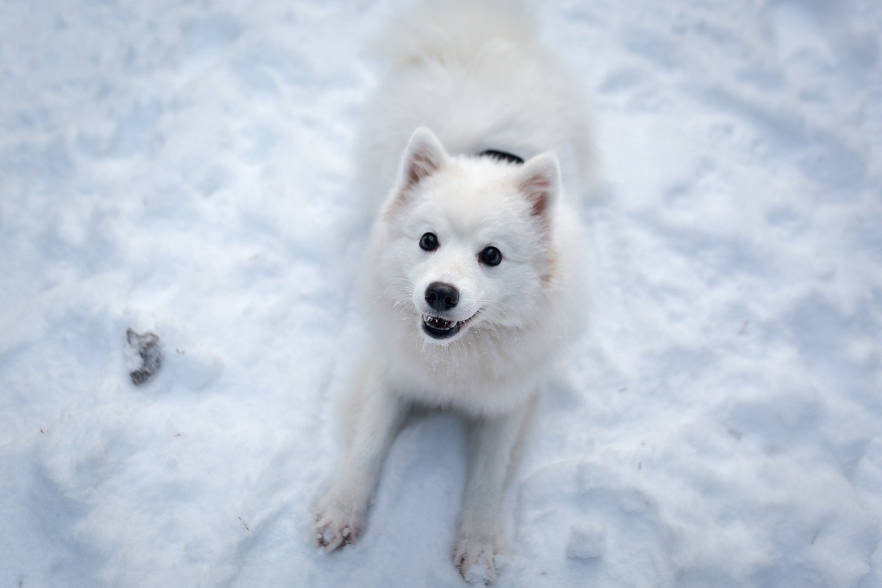 cagnolino felice sulla neve