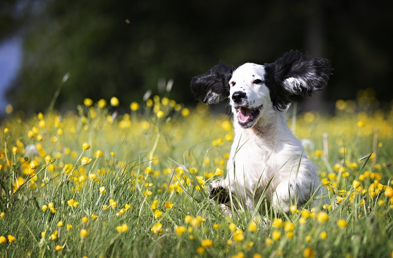 cane felice fra i fiori