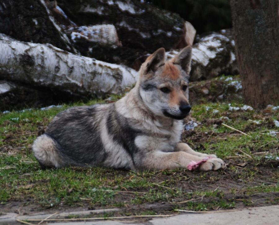 cucciolo cane gioca su prato casa